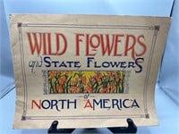 Antique wildflowers state flowers of North America