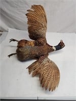 Pheasant Taxidermy Bird