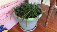 ALOE PLANT IN PLASTIC PLANTER