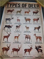 Poster - Types of Deer - 8" x 12" - New