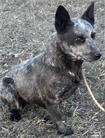 Female-Blue Heeler-Intact, knows basic commands