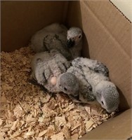 Unsexed-BABY AFRICAN GREY PARROT-on feeds