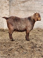 Doe-Boer x Kiko-2 years, exposed, clean herd