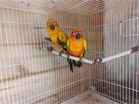 Pair-Sun Conures-Proven producers