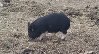 Boar-Berkshire Weiner Pig-Born Jan 2024
