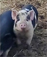 Boar-Berkshire Weiner Pig-Born Jan 2024