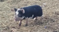 Boar-Berkshire Weiner Pig-Born Jan 2024