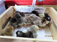 Brahma Chick Assortment – 6 Chicks-March 15 hatch