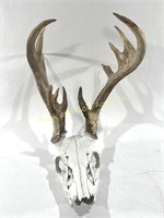 Whitetail Deer Skull & Rack