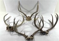 (4) Mule Deer Antler Racks