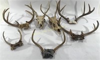 Mule Deer Antlers & Skulls