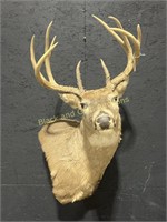 9 Point Whitetail Deer Taxidermy Shoulder Mount