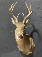 8 Point Whitetail Taxidermy Shoulder Mount Deer