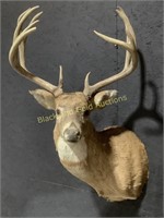 11 Point Whitetail Taxidermy Wall Mount