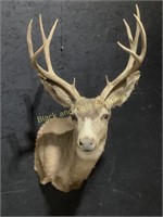 10 Point Whitetail Taxidermy Wall Mount