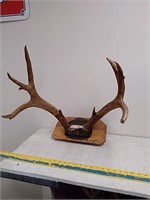 5x5 mule deer antlers