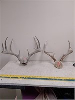 2 sets of Whitetail antlers