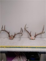 2 sets of whitetail antlers