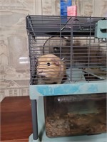 Female guinea pig with large cage
