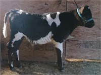 4-H Holstein Steer
