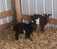 Left Side-Doeling-Pygmy Goat- Weanling baby!