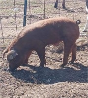 Purebred Duroc boar.