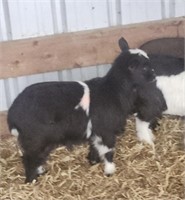 Doeling-Pygmy Goat- Weanling baby!