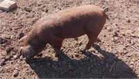 Pure bred Duroc Gilt