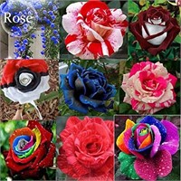 50+ Seeds-Mixed 9 Types of Rare Rose Perennial