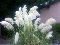 200+ Seeds White Pampas Grass Ornamental