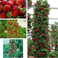 50+Seeds-Climbing Red Strawberry Seeds