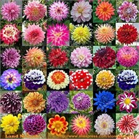 100+Seeds-Dahlia assortment 36+ Varieties