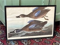 Vintage Blue Winged Teal Framed Audubon Print