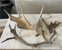 2 Moose Antlers And A Caribou Antler