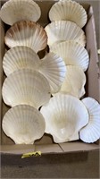 12 SCALLOP SHELLS