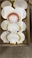 12 SCALLOP SHELLS