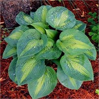 200+Seeds Assorted Hosta Perennials