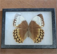 Jungle Queen Taxidermy Butterfly