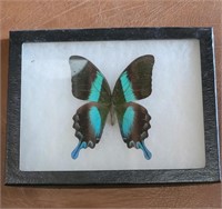 Peacock Swallowtail Taxidermy Butterfly
