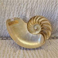 Vintage Large Split Chambered Nautilus Seashell