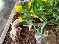 female albino leopard gecko