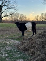 Belted cow, exposed to Highpark 90 days