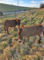 Mini Jenny been used in the Petting Zoo