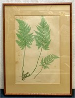 Koa Framed Fern Botanical Print "Lastrea