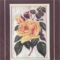 Vintage Print Framed Yellow Rose