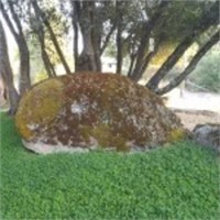 Outsidepride Perennial White Miniclover® Lawn