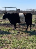 6 year old mini belted cow, confirmed bred