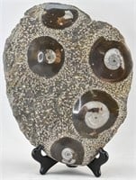Five Large Ammonite Fossils in Stone Slab