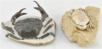 Two Exposed Crab Fossils in Limestone