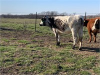 2 year old mini longhorn cross cow, bred!